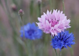 Cornflowers