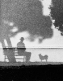 Bench and Shadow Dog