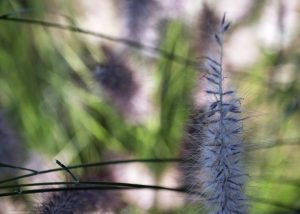 Fountain Grass