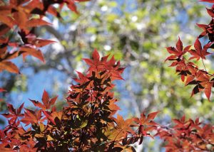 Japanese Maple