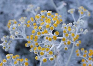 Silver Ragwort