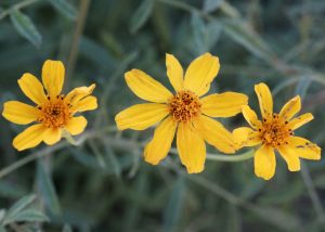 Mexican Marigold