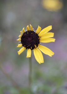 Black-eyed Susan