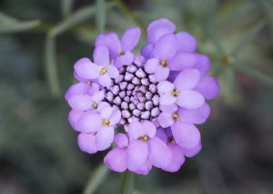 Globe Candytuft