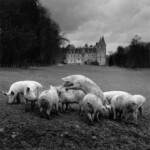 La Vie de Chateau