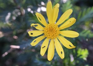 African Bush Daisy