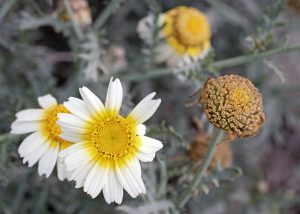 Garland Chrysanthemum