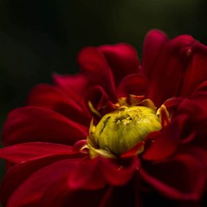 Awakening Red with Yellow Center