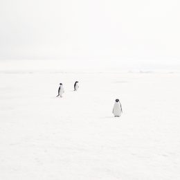 Adeli Penguins On Fast Ice, Antarctic