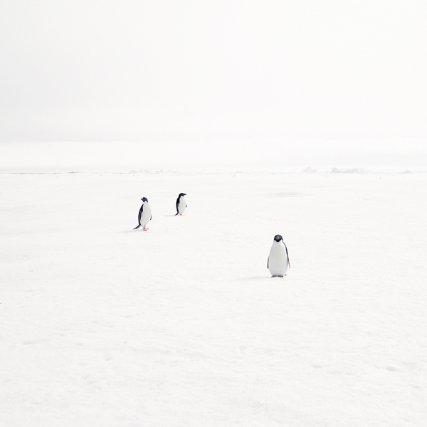 Adeli Penguins On Fast Ice, Antarctic