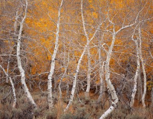 Aspen Dance, Autumn, June Lake