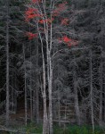Bare Trees, Red Leaves, Acadia, ME