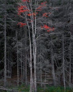 Bare Trees, Red Leaves, Acadia, ME