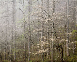 Dogwood, Morning Fog, Smoky Mtns