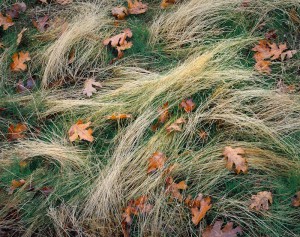 Leaves and Grasses, Fall, Yosemite