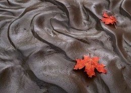 Maple Leaves, Mud, Clear Creek, Zion Nat’l Park