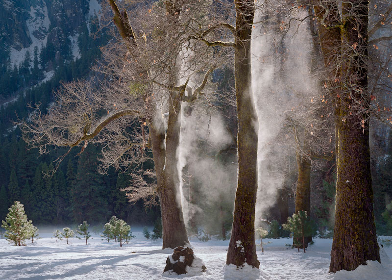 Mist Steaming from Oaks, Winter, Yosemite Valley