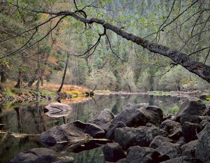 Overhanging Branch, Merced River, Yosemite