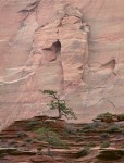 Pines, Emerging Arch, Kolob Canyon, Zion