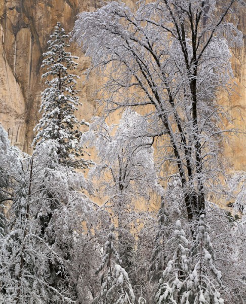 Snow-covered Trees, El Capitan, Winter Morning