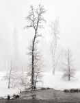 Snowstorm, Cottonwoods Along Merced River, Yosemite