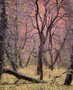 Trees, Kolob Canyon, Zion Nat’l Park
