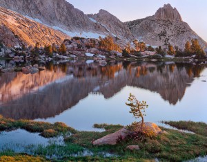 Young Pine, Upper Young Lake, Yosemite