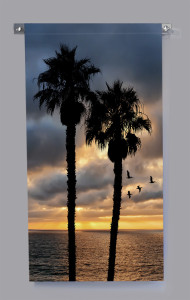 Twin Palms and Pelicans