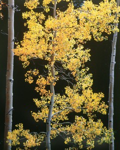 Graceful Aspens, Colorado