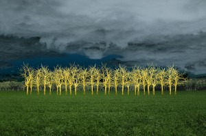 In the Field of Gold