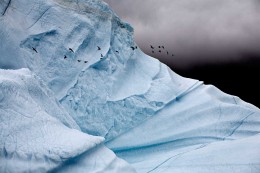 Iceberg Detail with Glaucous Gulls, East Greenland