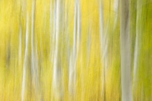Aspen Impressions #2, June Lake Loop