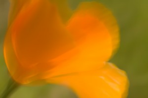 Poppy, Blowing, Ahwahnee