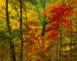Red Maples and Autumn Forest, Great Smoky Mountains