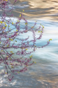 Redbud, Merced River Canyon