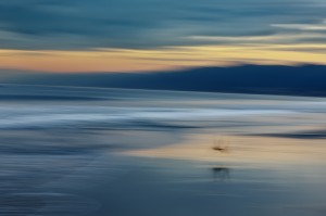 Sandpiper at Sunrise, Santa Monica
