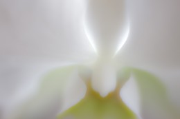 White Orchid, Ahwahnee