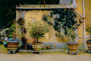 Garden, Lucca, Italy