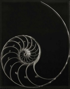 Nautilus Skeleton