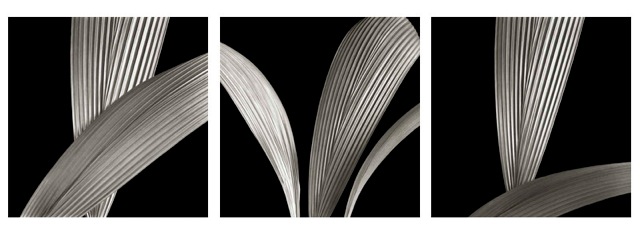 Ribbed Leaves Triptych