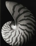 Tiger Nautilus