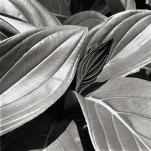 Tropical Leaves