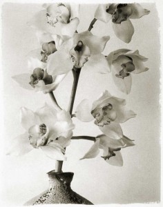 White Cymbidiums