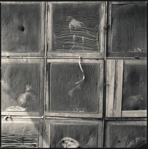 Caliseo Gallo de Oro 1