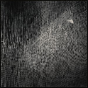 Caliseo Gallo de Oro 2