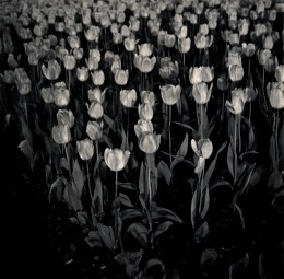 Night Tulip, Central Park, NY