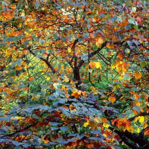 Autumn Circus, Oregon