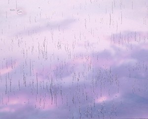 Arctic Sunrise, Newfoundland