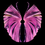 Pink Butterfly (A)