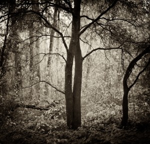 Entwined, Henry Cowell Park by James Collum - Susan Spiritus Gallery